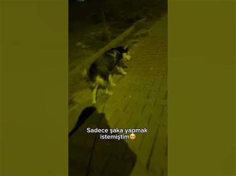 köpek korkutma şakası